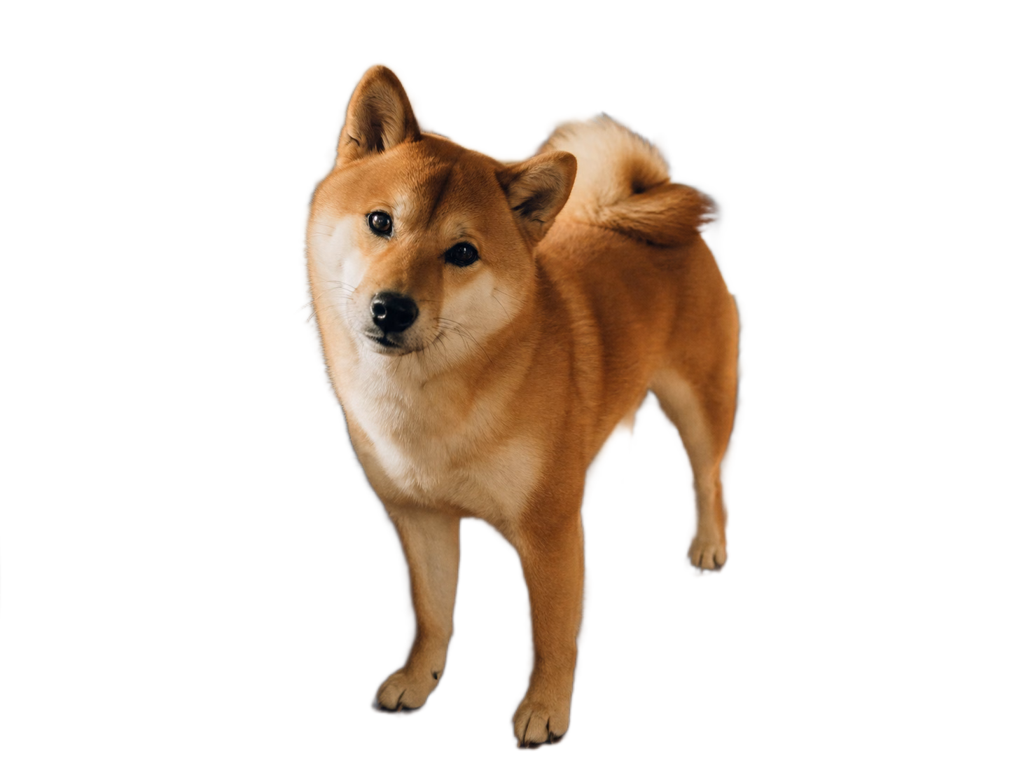 ペット・動物